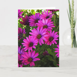 Tarjeta Festiva Fotografía de Margarita Africana Morada