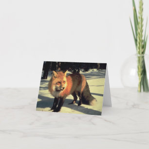 Tarjeta Festiva Fox Roja en Nieve, Parque Nacional de las Montañas
