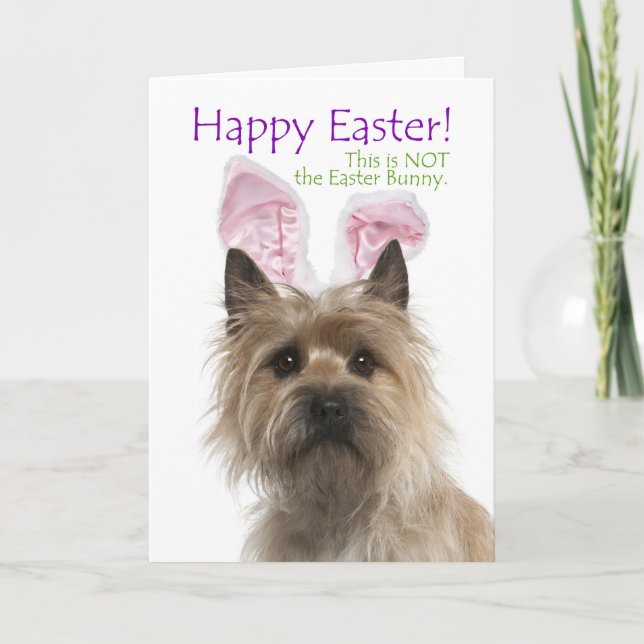 Tarjeta Festiva Funny Cairn Terrier Easter Card (Anverso)
