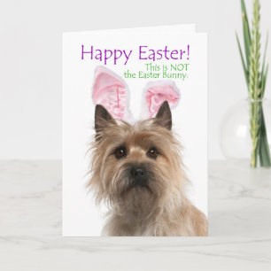 Tarjeta Festiva Funny Cairn Terrier Easter Card