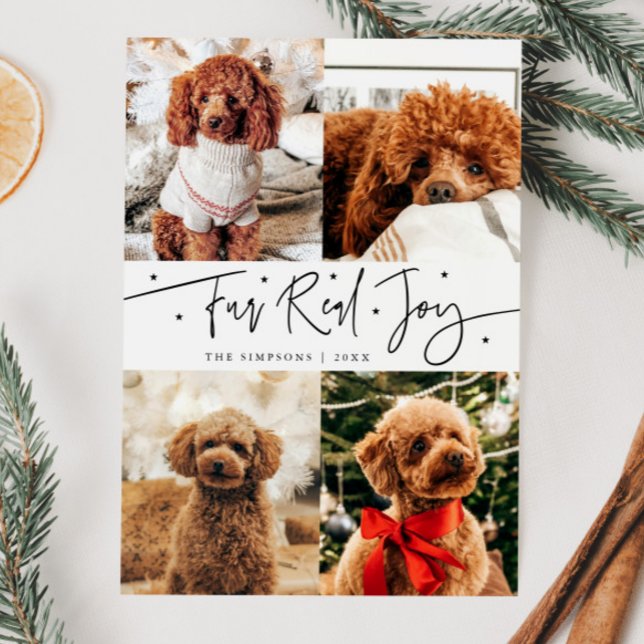Tarjeta Festiva Funny Fur Real Joy Dog Photo White Navidades (Subido por el creador)