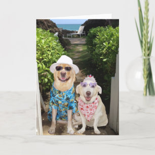 Tarjeta Festiva Funny Lab/Dog Valentine