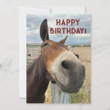 FUNNY Mule Birday Animal Card Real Ears