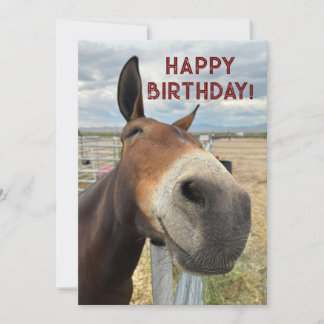 Tarjeta Festiva FUNNY Mule Birday Animal Card Real Ears