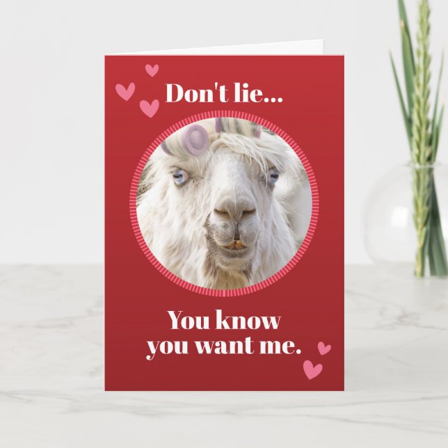 Tarjeta Festiva Funny White Llama With Rollers Valentines Day (Anverso)