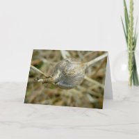 Gall on Dry Queen Anne's Lace Note Card