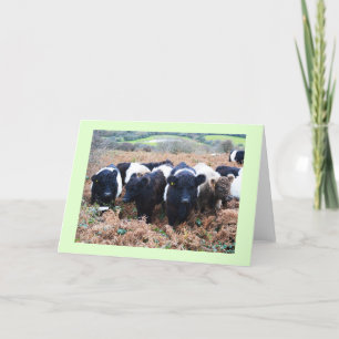 Tarjeta Festiva Ganado Galloway cortado en Cornwall