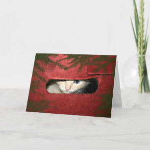 Tarjeta Festiva Gatito en la caja de Navidades