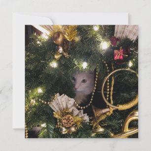 Tarjeta Festiva Gato blanco esponjoso en la flor de los Navidades