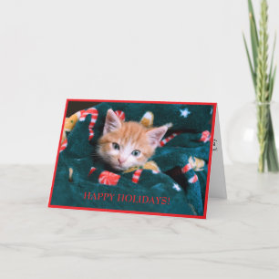 Tarjeta Festiva Gato de Manta Verde Fiesta Naranja Gatito 