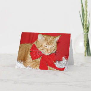Tarjeta Festiva Gato de tabby anaranjado en arco