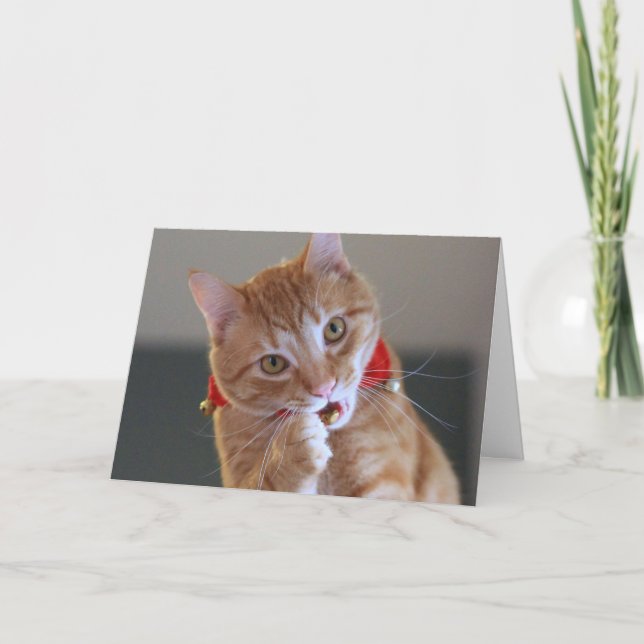 Tarjeta Festiva Gato de Tabby anaranjado que lleva el cuello rojo (Anverso)