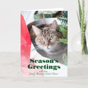 Tarjeta Festiva Gato de tabby femenino con los ojos azules mirando