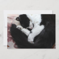 Gato de Tuxedo Gato Gatos Gatos Gatos Gatos Gatos 
