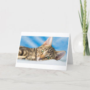 Tarjeta Festiva Gato del maullido del maullido
