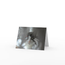 Gato del smoking a través de ramas