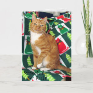 Tarjeta Festiva Gato, gatito, Navidades, rescate, foto