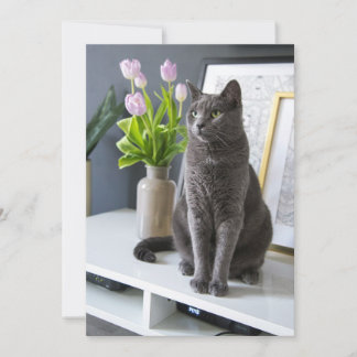 Tarjeta Festiva Gato gris en una oficina. 
