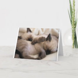Tarjeta Festiva Gato Mascota gemelo gato lindo gatito siamés