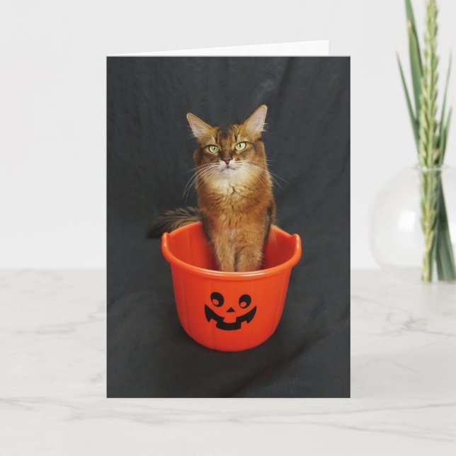 Tarjeta Festiva Gato somalí de Halloween con truco o cubo de trata (Anverso)