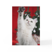 Gato XMAS blanco
