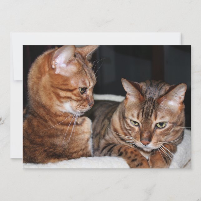 Tarjeta Festiva Gatos Bengalíes Añade Tus Propios Saludos Memes (Anverso)