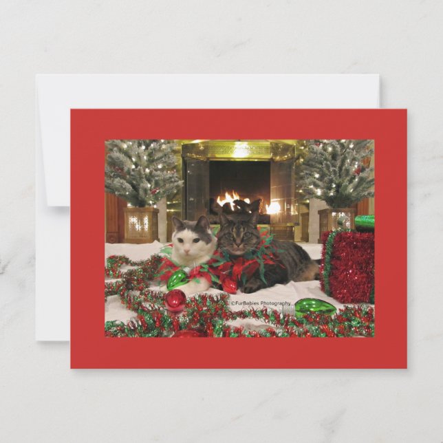 Tarjeta Festiva Gatos de Navidades cortos (Anverso)