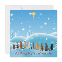 Gatos Estrella religiosa Todas las cosas Animales