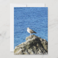 Gaviota