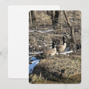 Tarjeta Festiva Geese salvaje