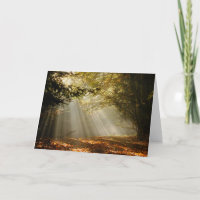 Glade del bosque Sunbeam