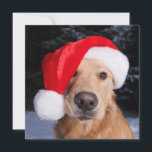 Tarjeta Festiva Golden Retriever in Santa Hat<br><div class="desc">Golden Retriever Dogs Outside Wearing Santa Hats In Snow Homer Alaska Kenai Peninsula Winter | Design Pics / DanitaDelimont.com | US02 DPI2131</div>