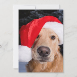 Tarjeta Festiva Golden Retriever in Santa Hat