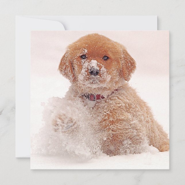 Tarjeta Festiva Golden Retriever Pup Jugando en Nieve (Anverso)