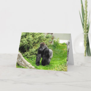 Tarjeta Festiva Gorila macho silverback de Lowland occidental