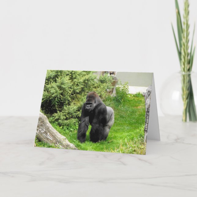Tarjeta Festiva Gorila macho silverback de Lowland occidental (Anverso)