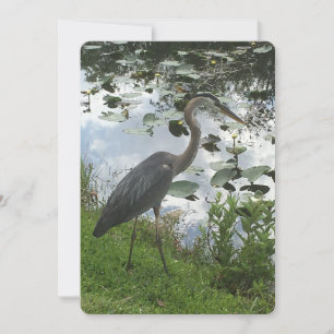 Tarjeta Festiva Gran garza azul