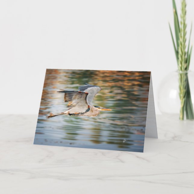 Tarjeta Festiva Great Blue Heron Bird  All Occasion Blank (Anverso)