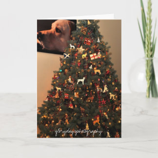 Tarjeta Festiva HCD_2846, glorydaysphotografía