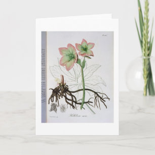 Tarjeta Festiva Helleborus Niger de "Phytographie Medicale" por J