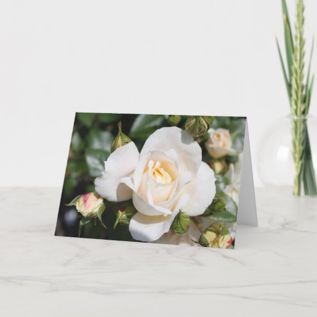 Tarjeta Festiva hermosa flor de rosa blanca. amor y romance (Anverso)