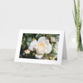 Tarjeta Festiva hermosa flor de rosa blanca. amor y romance