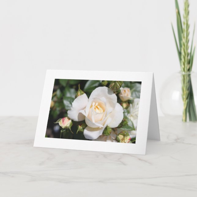 Tarjeta Festiva hermosa flor de rosa blanca. amor y romance (Anverso)