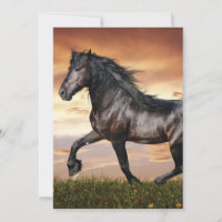 Hermoso caballo negro