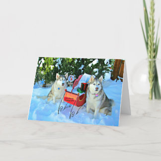 Tarjeta Festiva Hermosos Huskies siberianos en la nieve