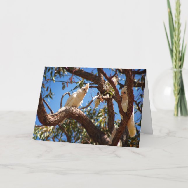Tarjeta Festiva Hi Beautiful - Corella's (Anverso)