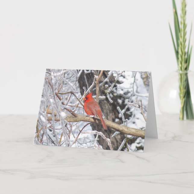 Tarjeta Festiva 'Hielo cardinal de n (Anverso)