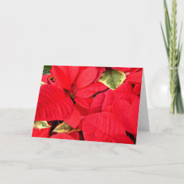 Tarjeta Festiva Holly Point Poinsettias Holiday Floral