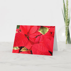 Tarjeta Festiva Holly Point Poinsettias Holiday Floral