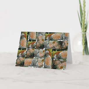 Tarjeta Festiva Holly Tree Bark Note Card OBX